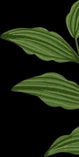 Decorative shape